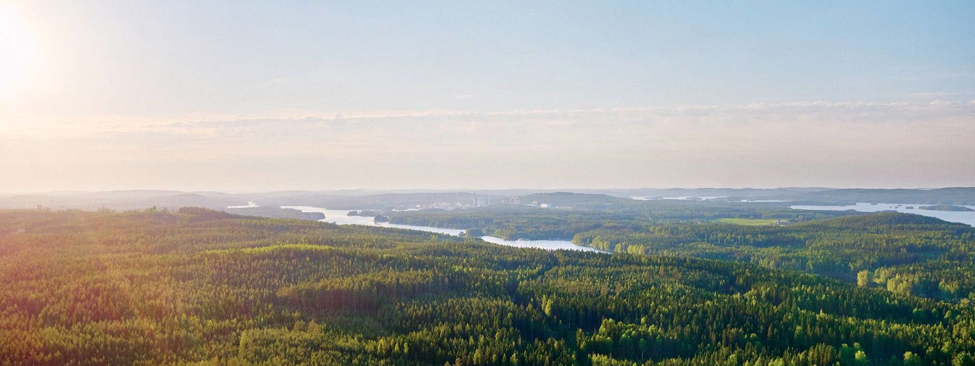 Finnish forest 