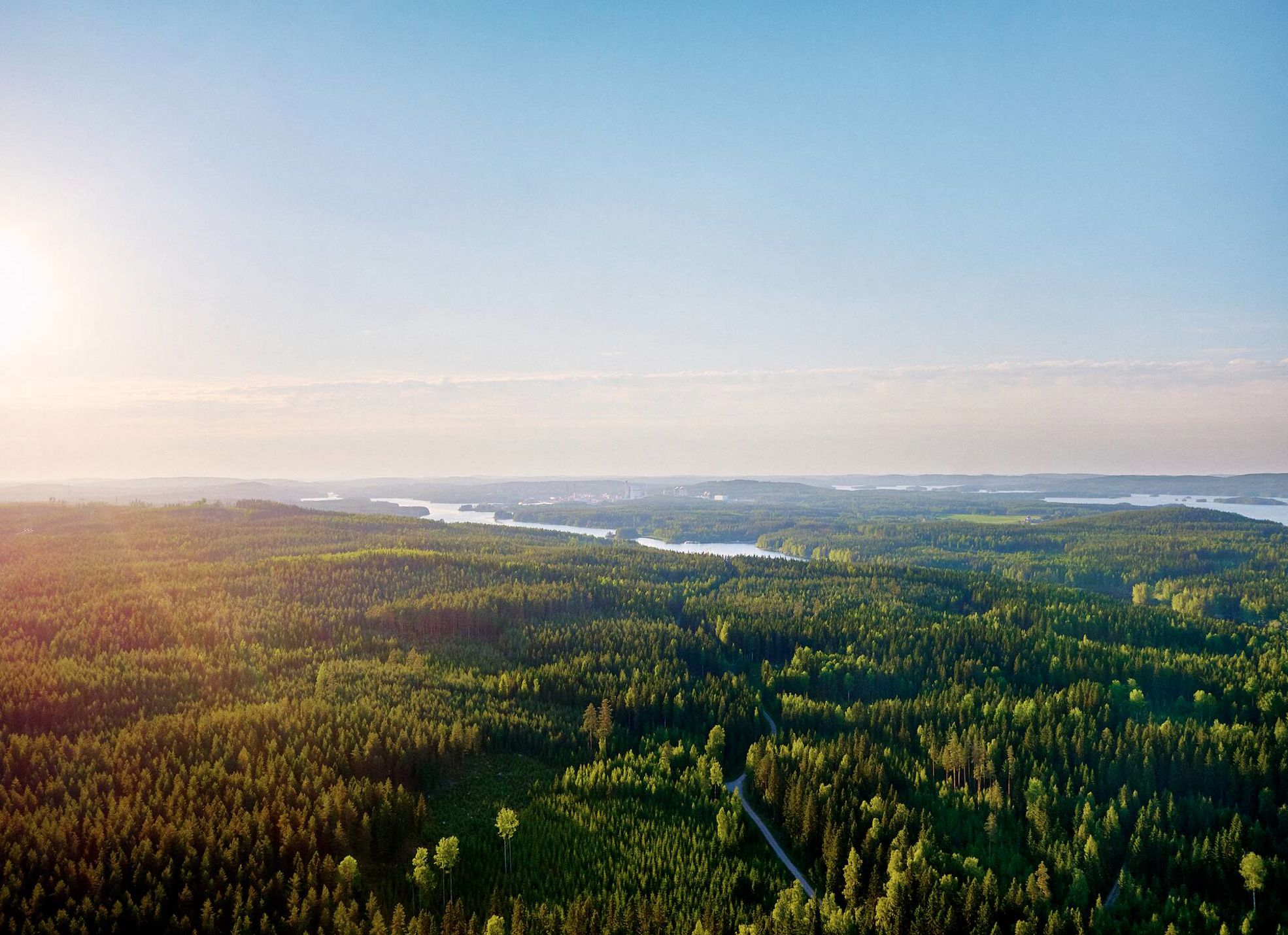 Finnish forest 