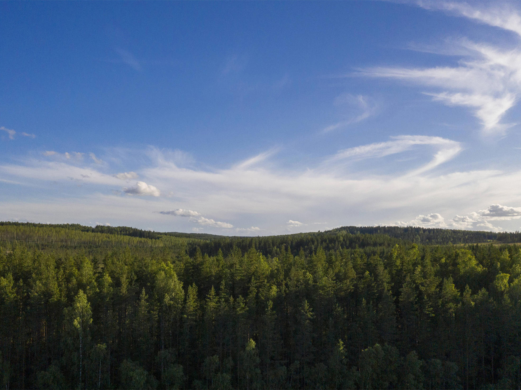 Metsä maisema