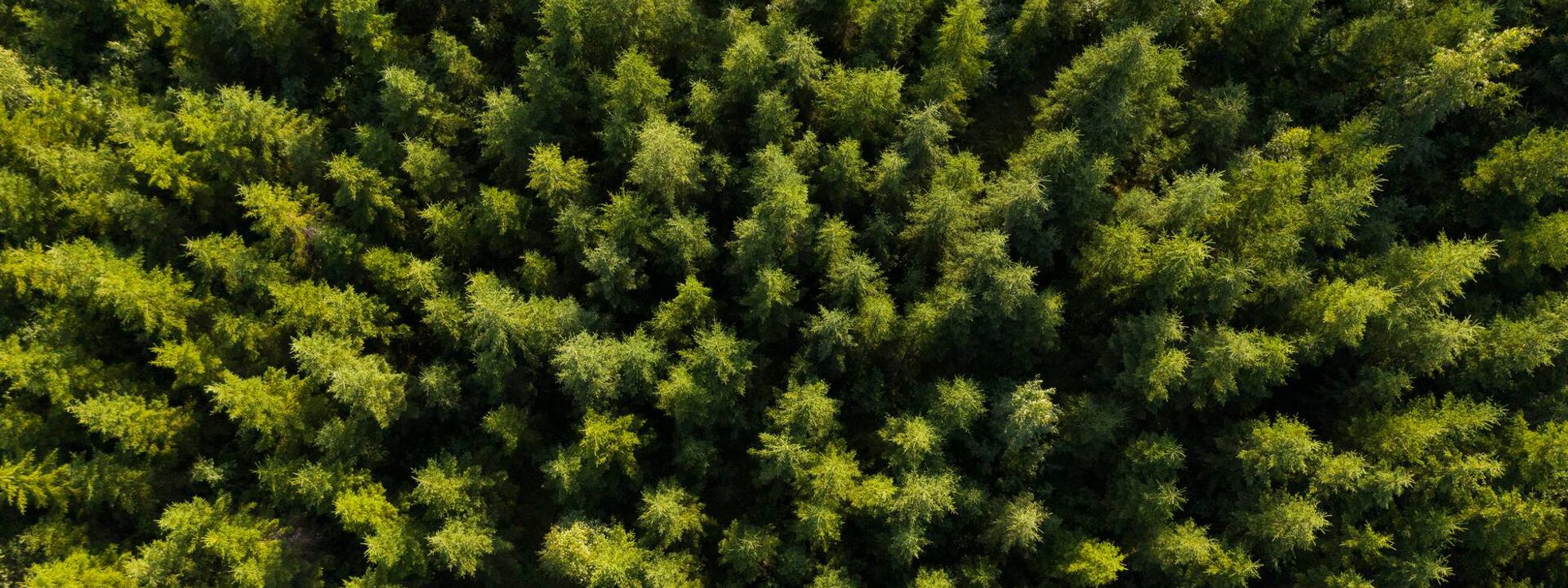 Forest from above