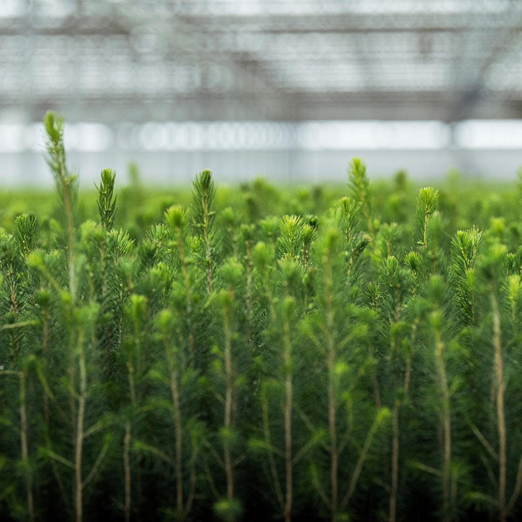 Use improved seeds and seedlings