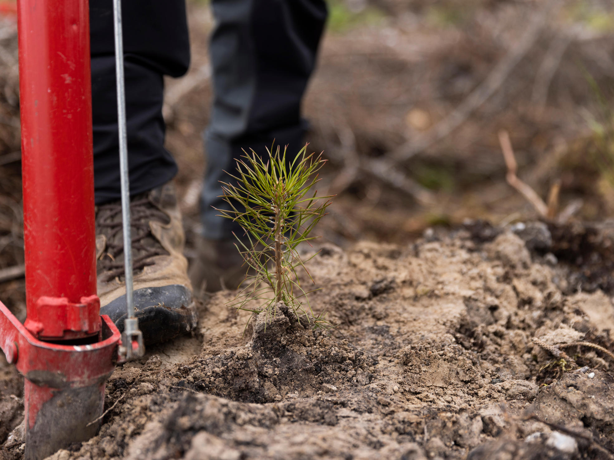 En tall som precis har planterats.