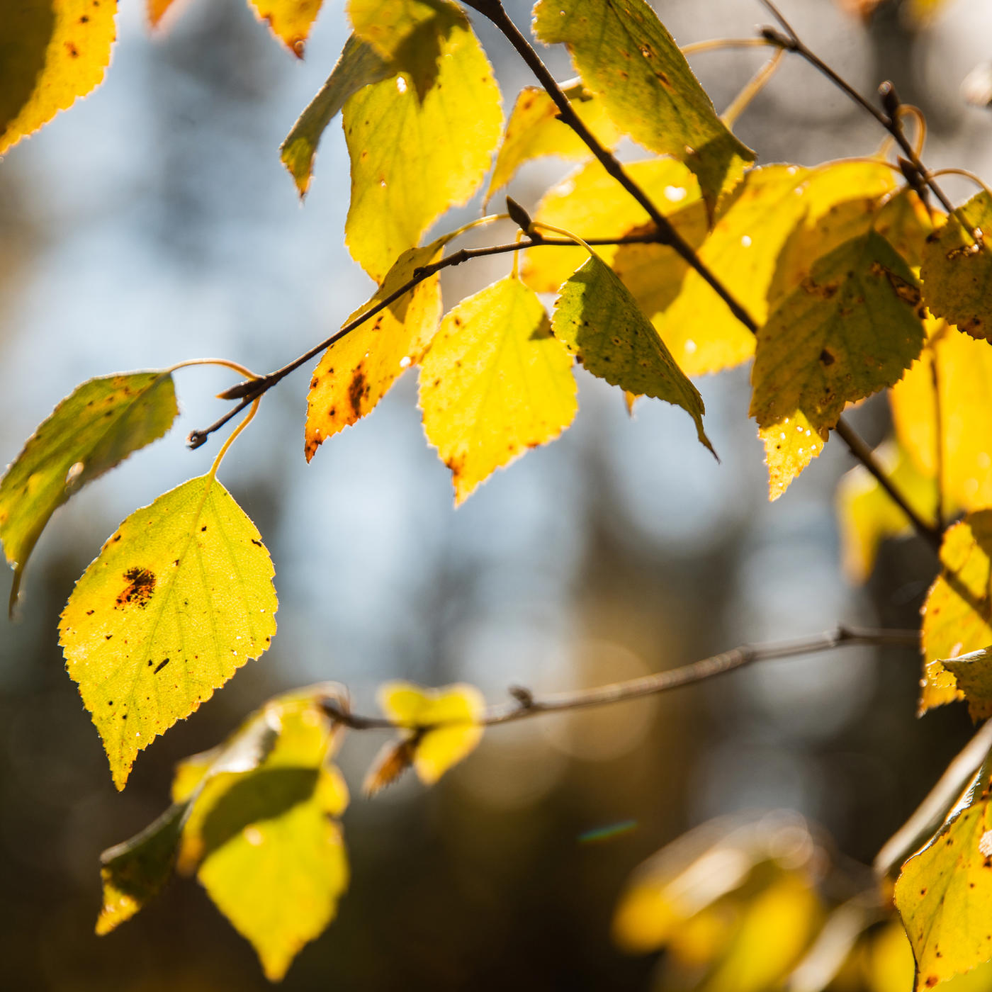 Plantering kan också utföras på hösten