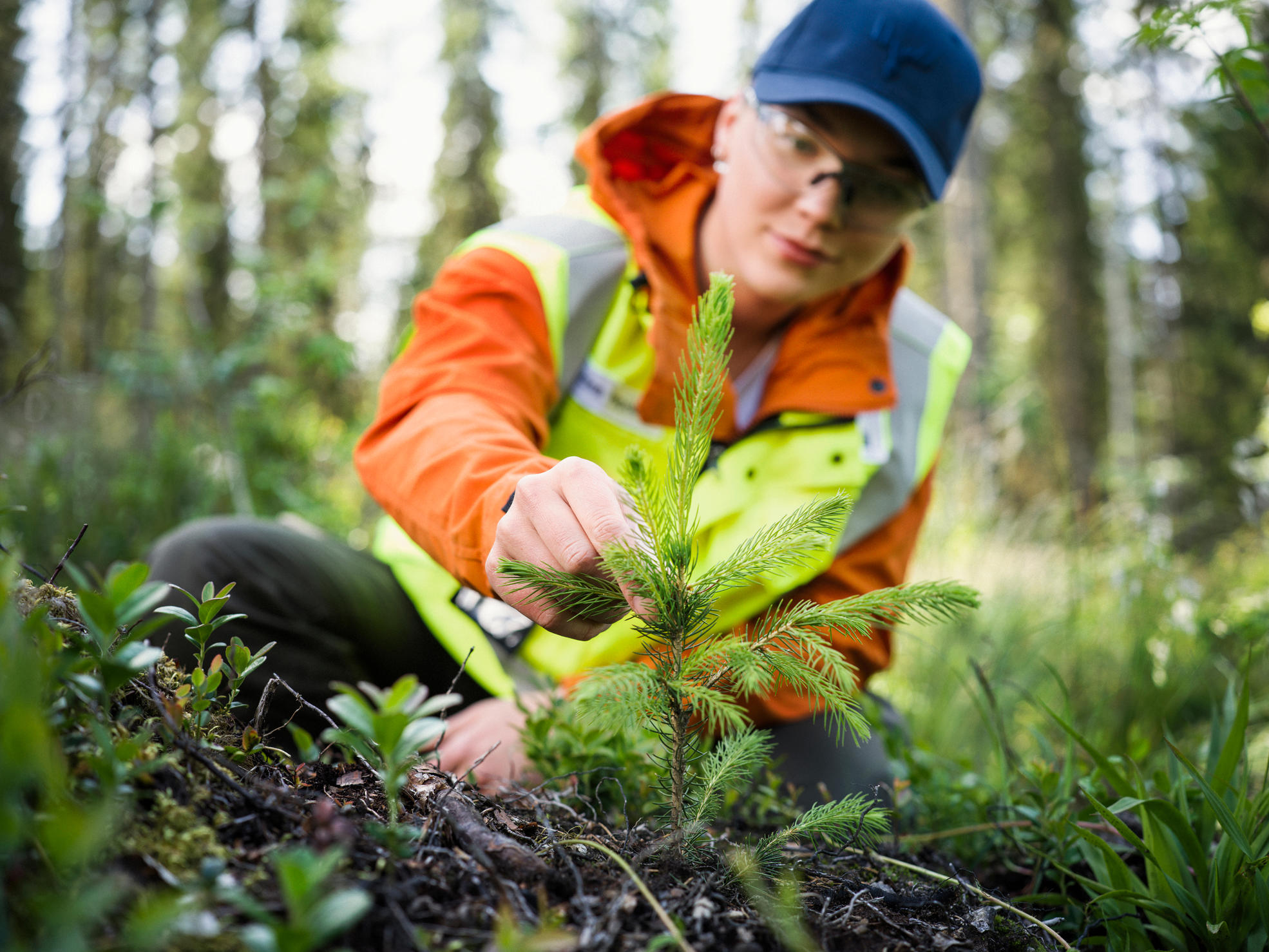 Skogstjänstföretagare och skogsexpert står i plantskog.