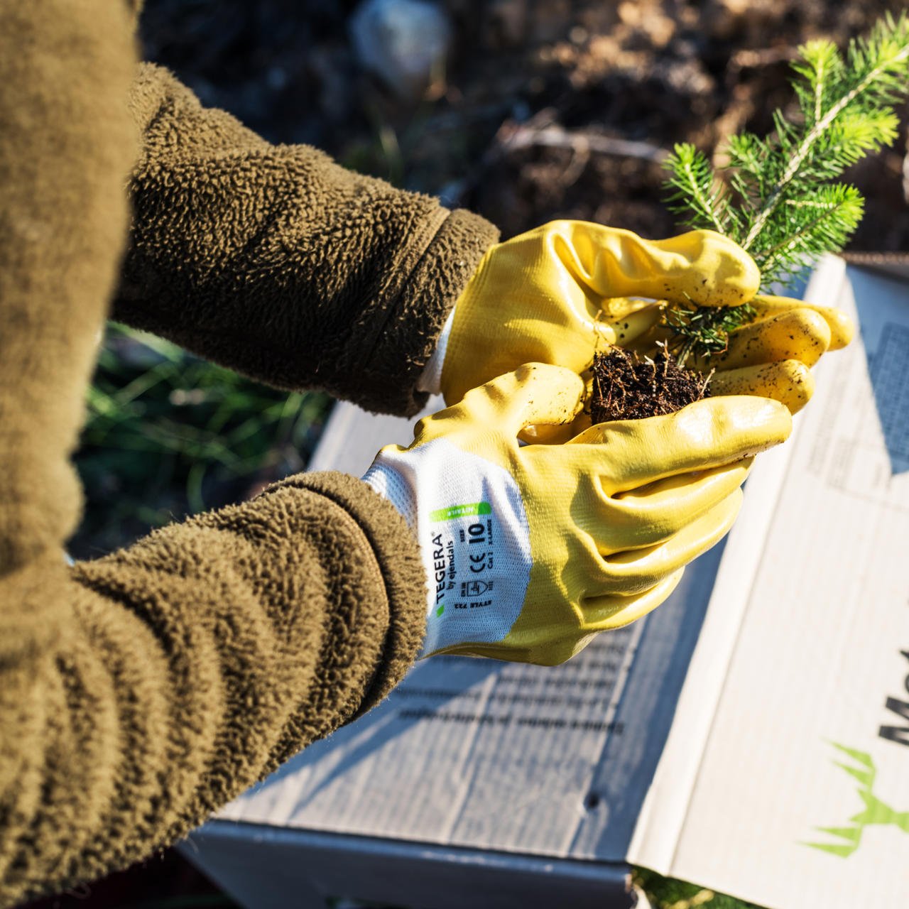 Forest management and harvesting