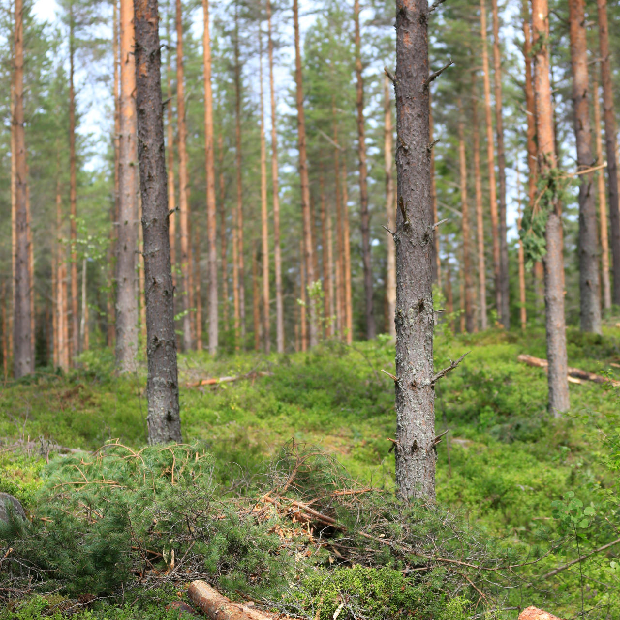 Ensure that young stand management and thinning is carried out on time