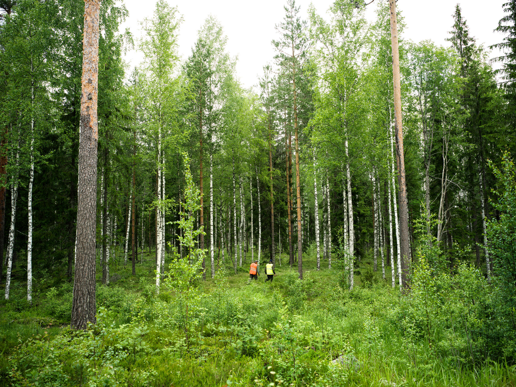A forest worker using a clearing saw among spruce seedlings.