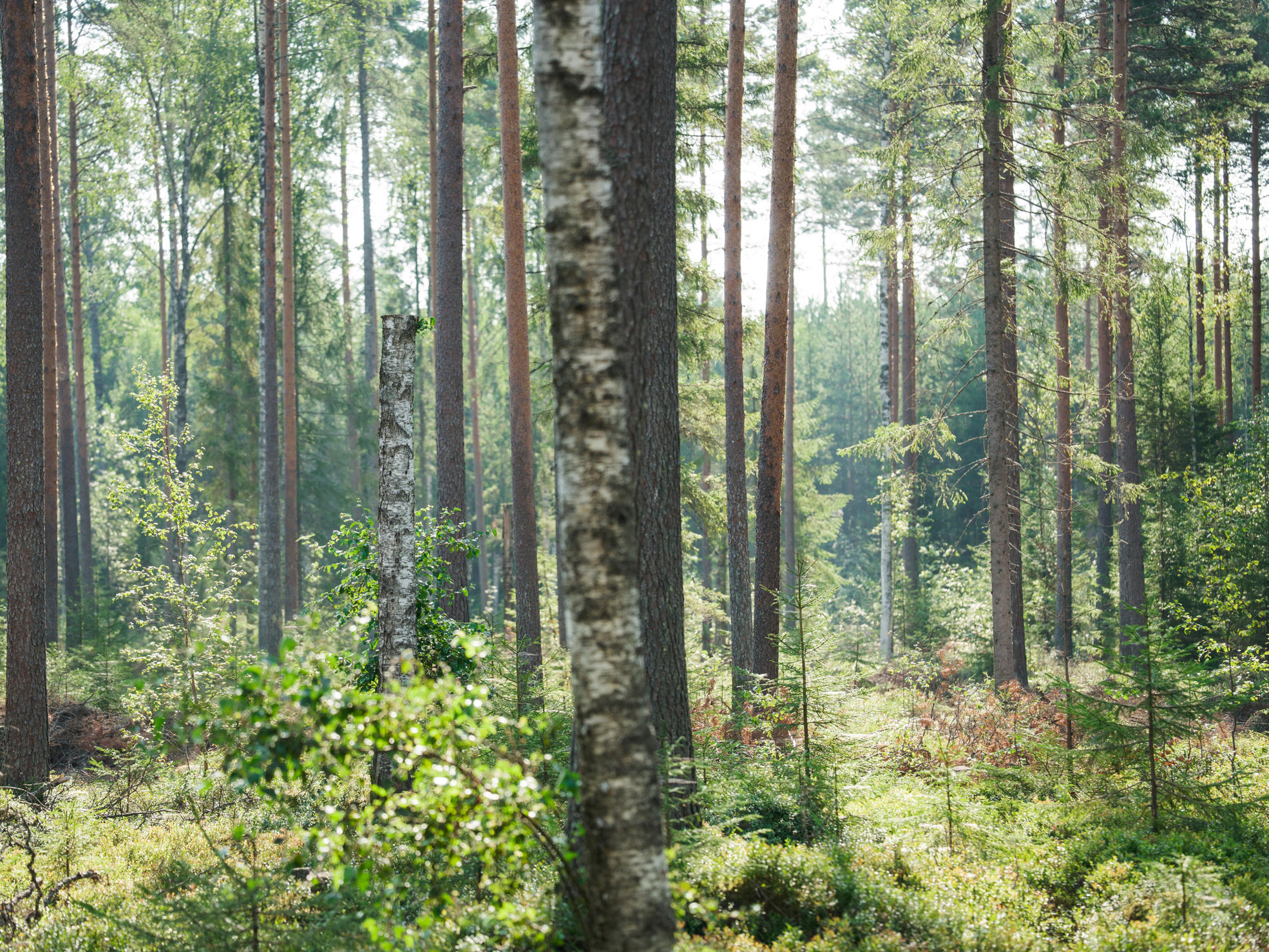 Karkkilassa sijaitseva rehevä korpi.