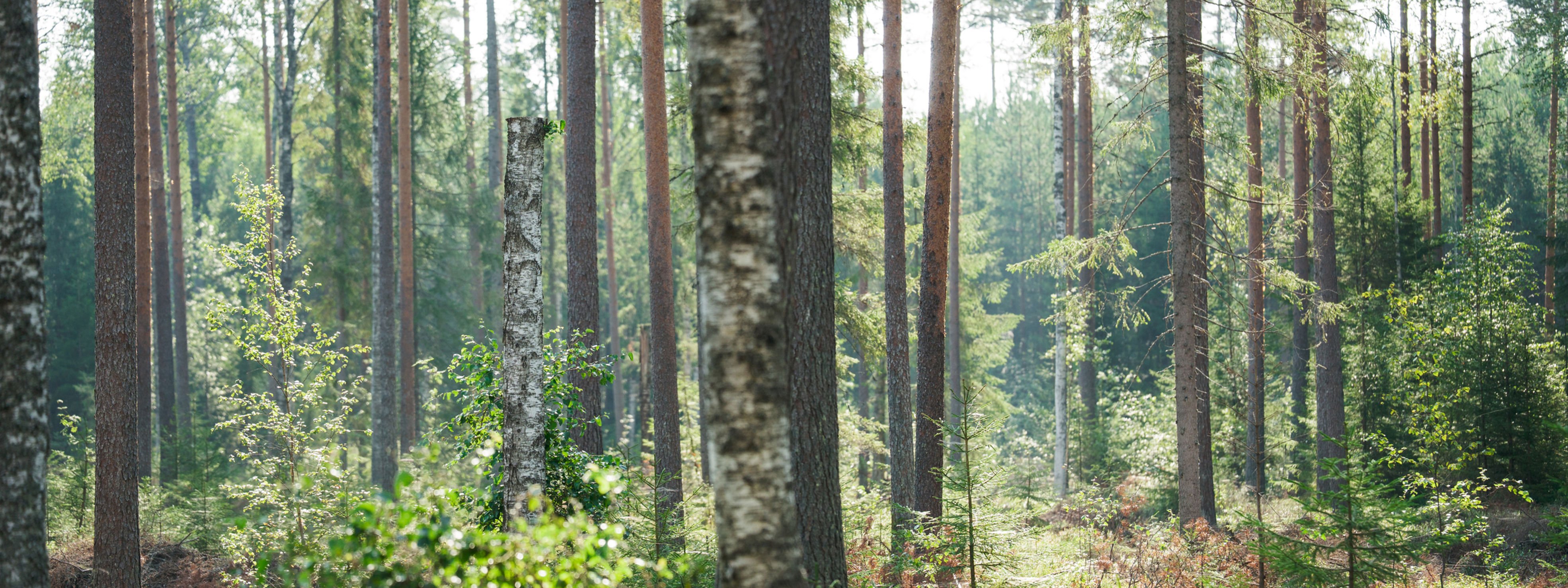 Karkkilassa sijaitseva rehevä korpi.