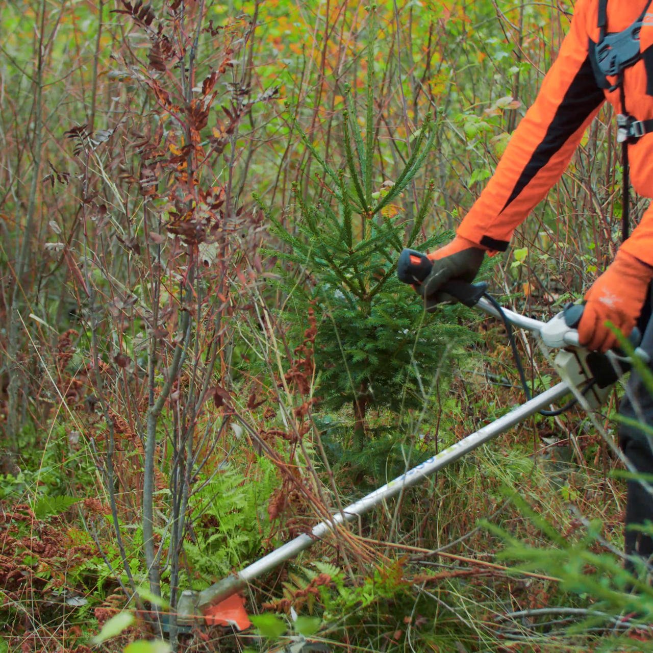 Vid tidig röjningen avlägsnas en stor del av lövslyet