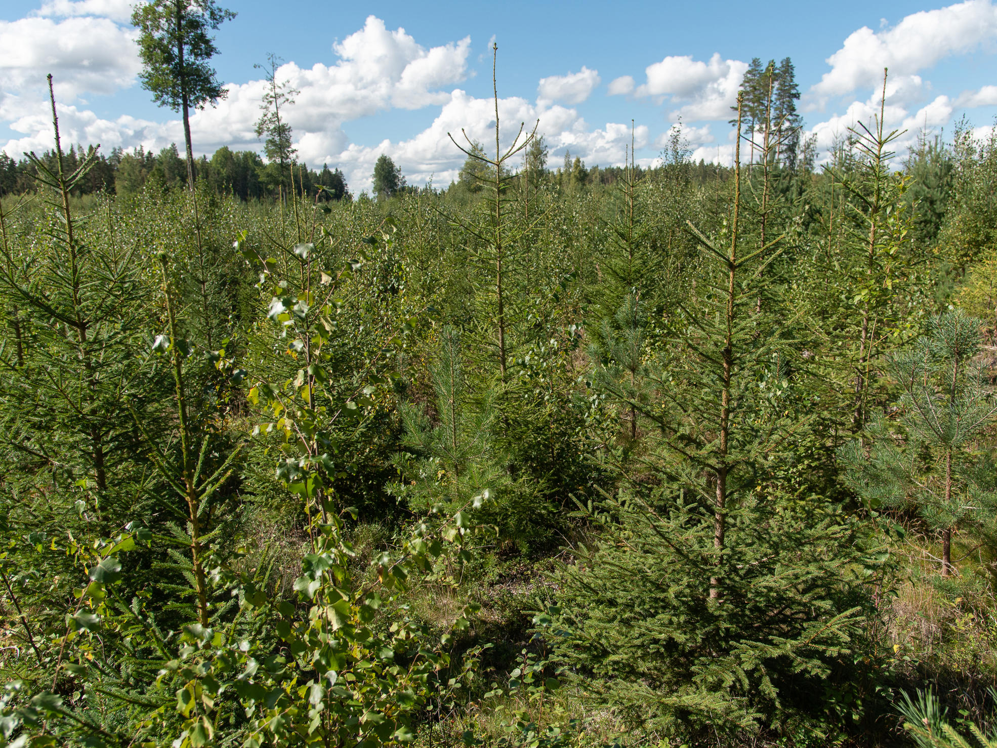 Metsänomistaja ja metsäasiantuntija seisovat taimikossa ja tutkivat puhelimesta Metsäverkko-mobiilia.
