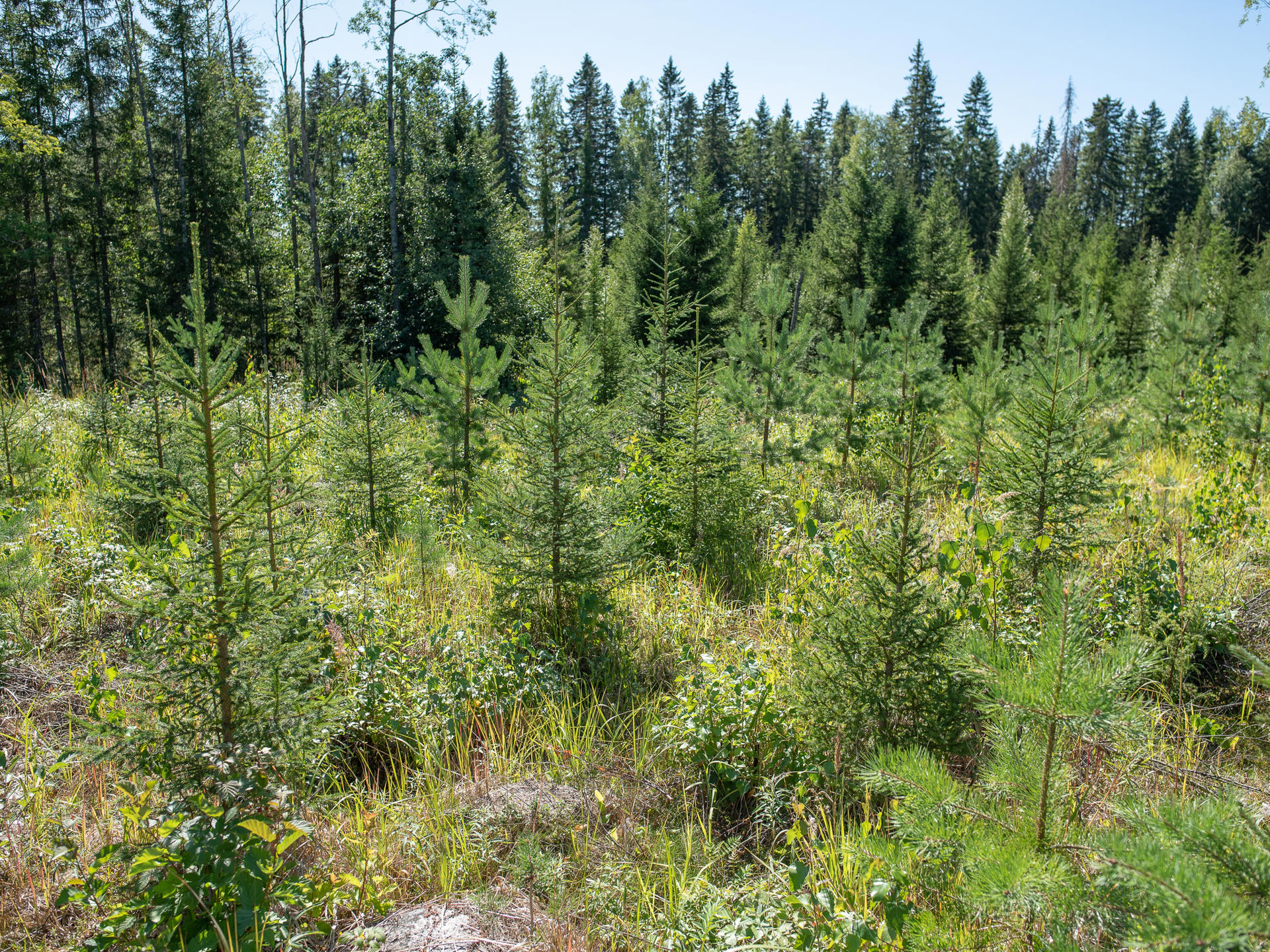 Bred spruce and pine grow at the same rate.