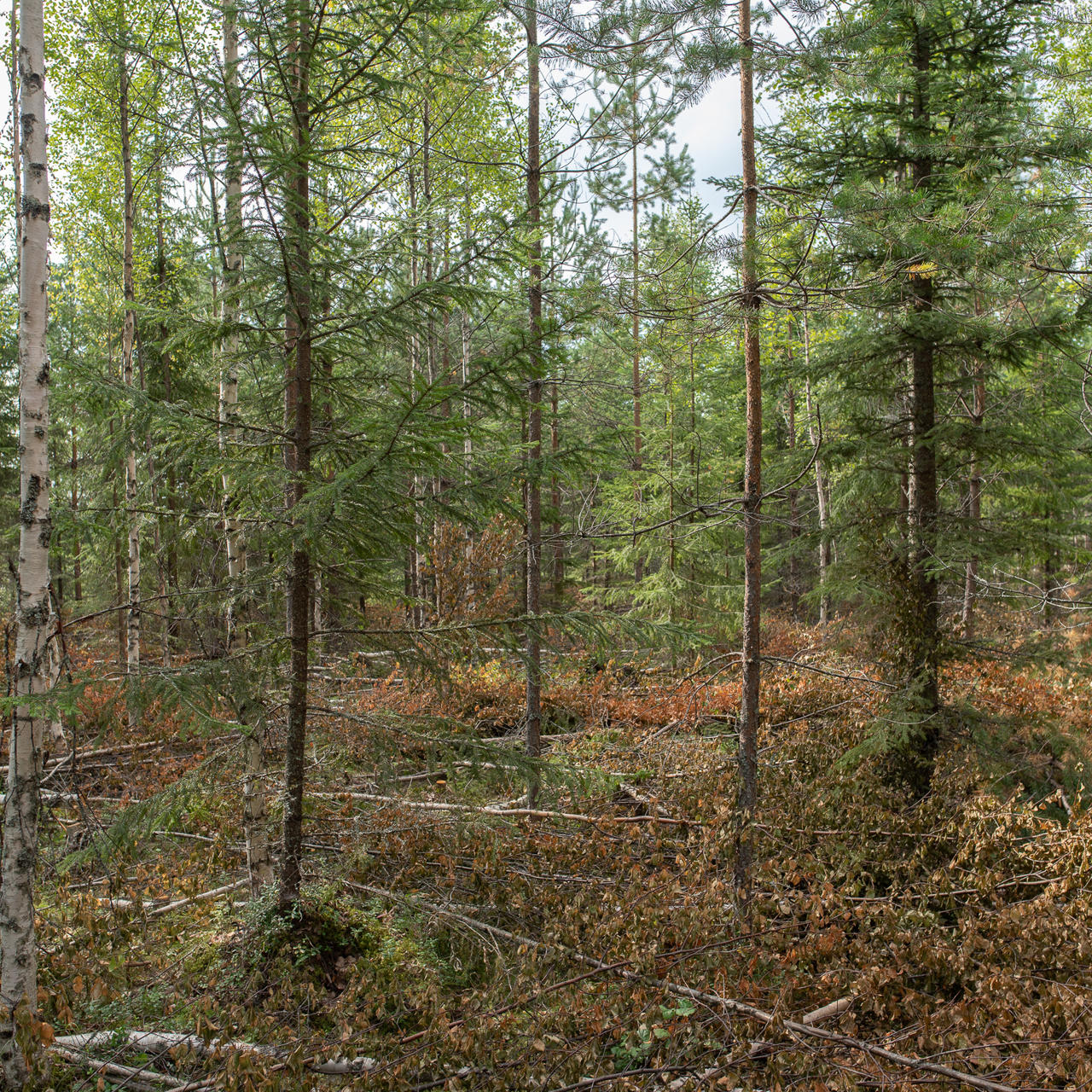Vid vård av ungskog sätts övertäta bestånd i skick