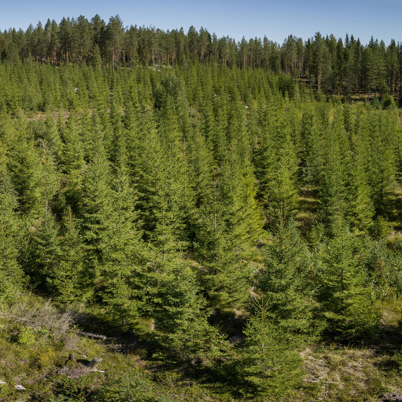 Plantskogsgallring ger träden utrymme att växa