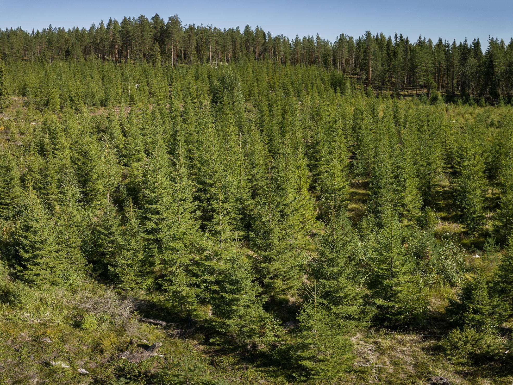 Metsänomistaja ja metsuri taimikossa.