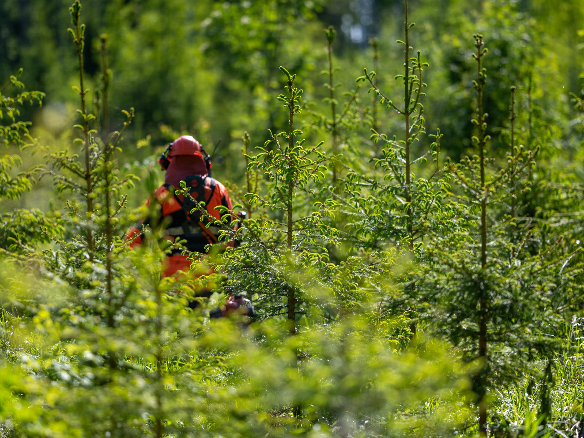A forest owner, forest specialist and forest worker inspecting the results of pre-commercial thinning.