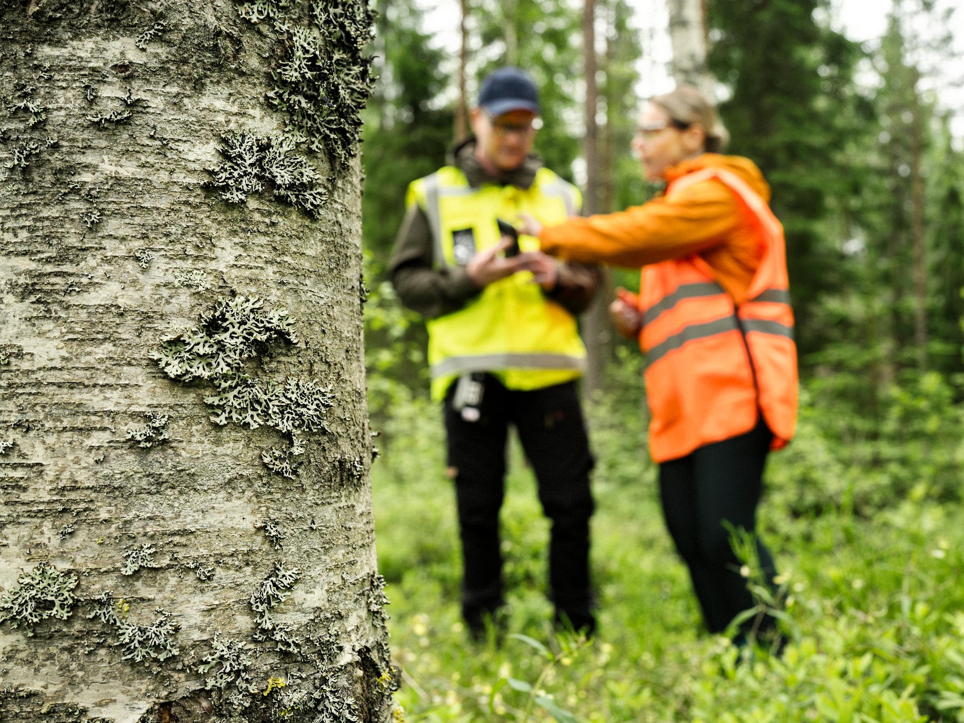 Blåbärsris i skogen.