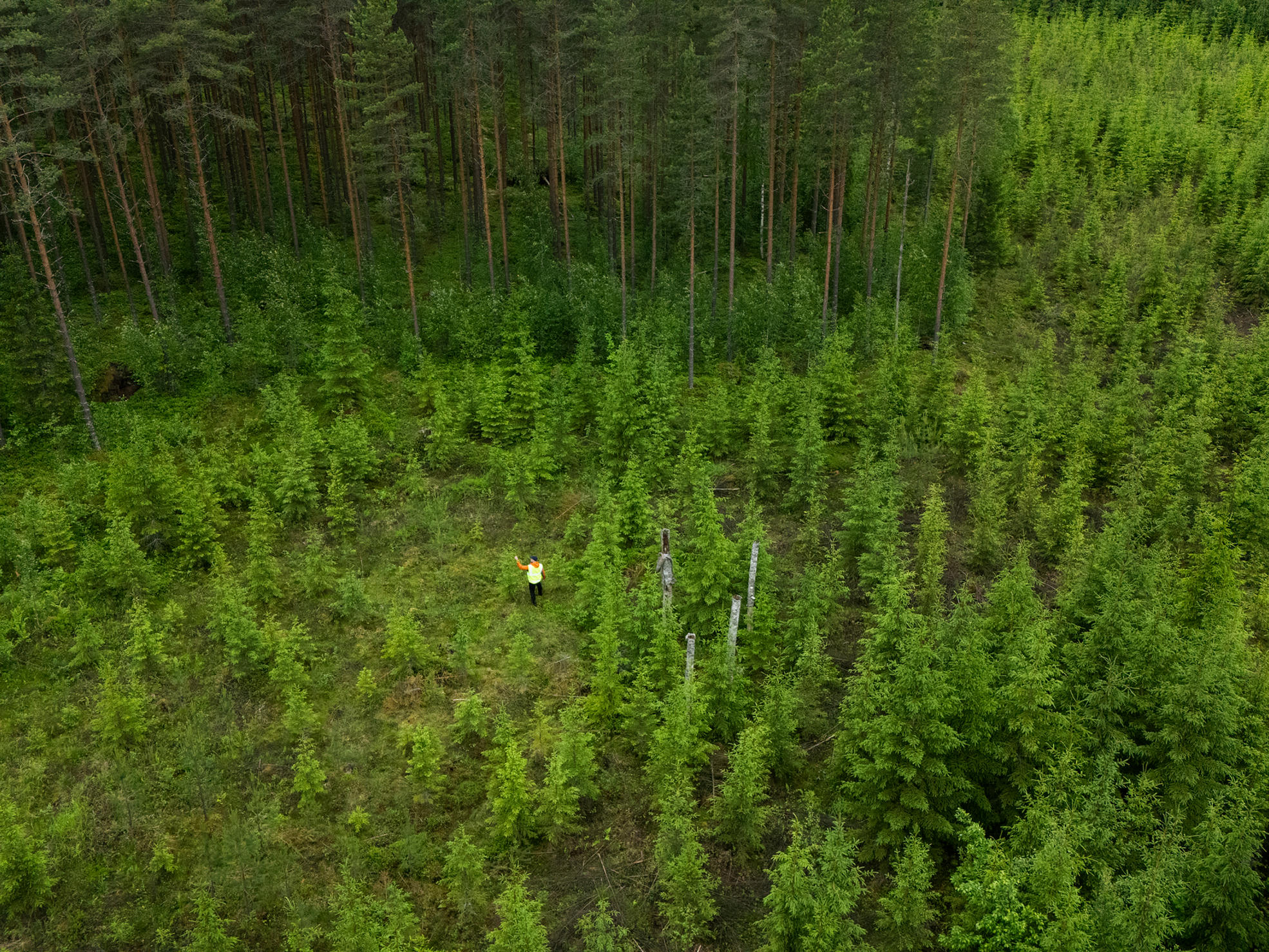  En skogsexpert i skogen