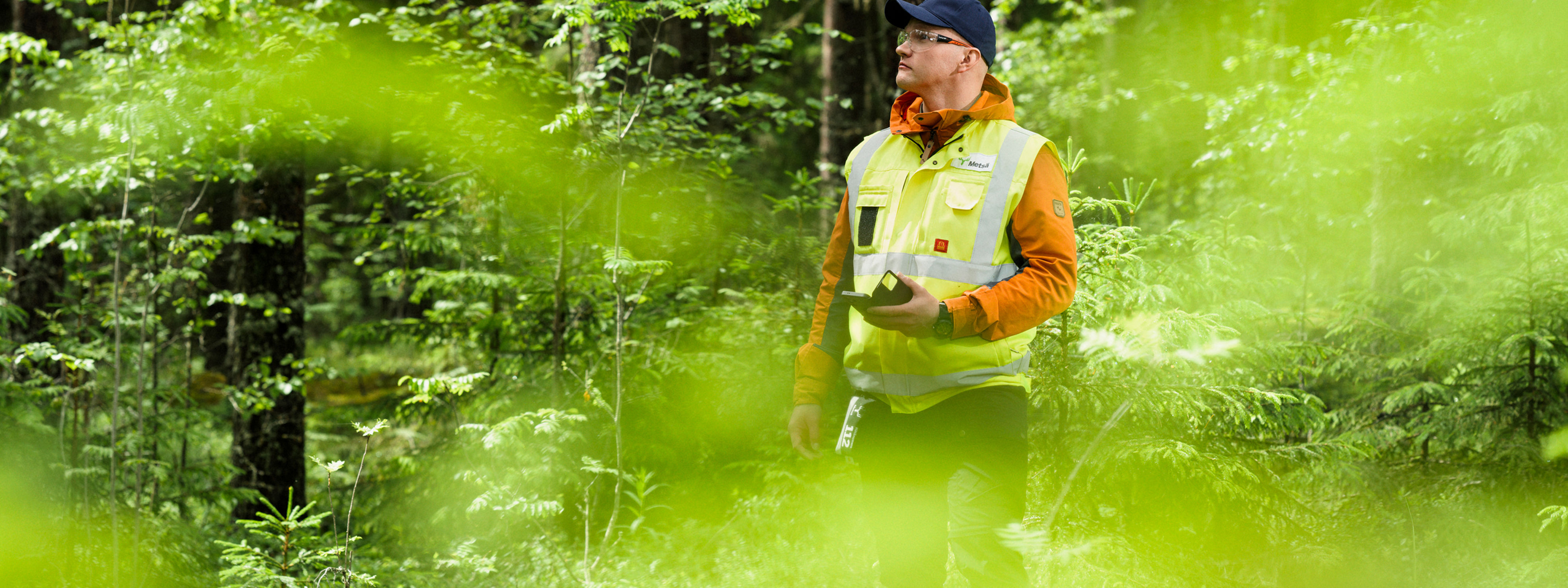 The annual growth of pine is reviewed by a forest specialistt and a forest owner.