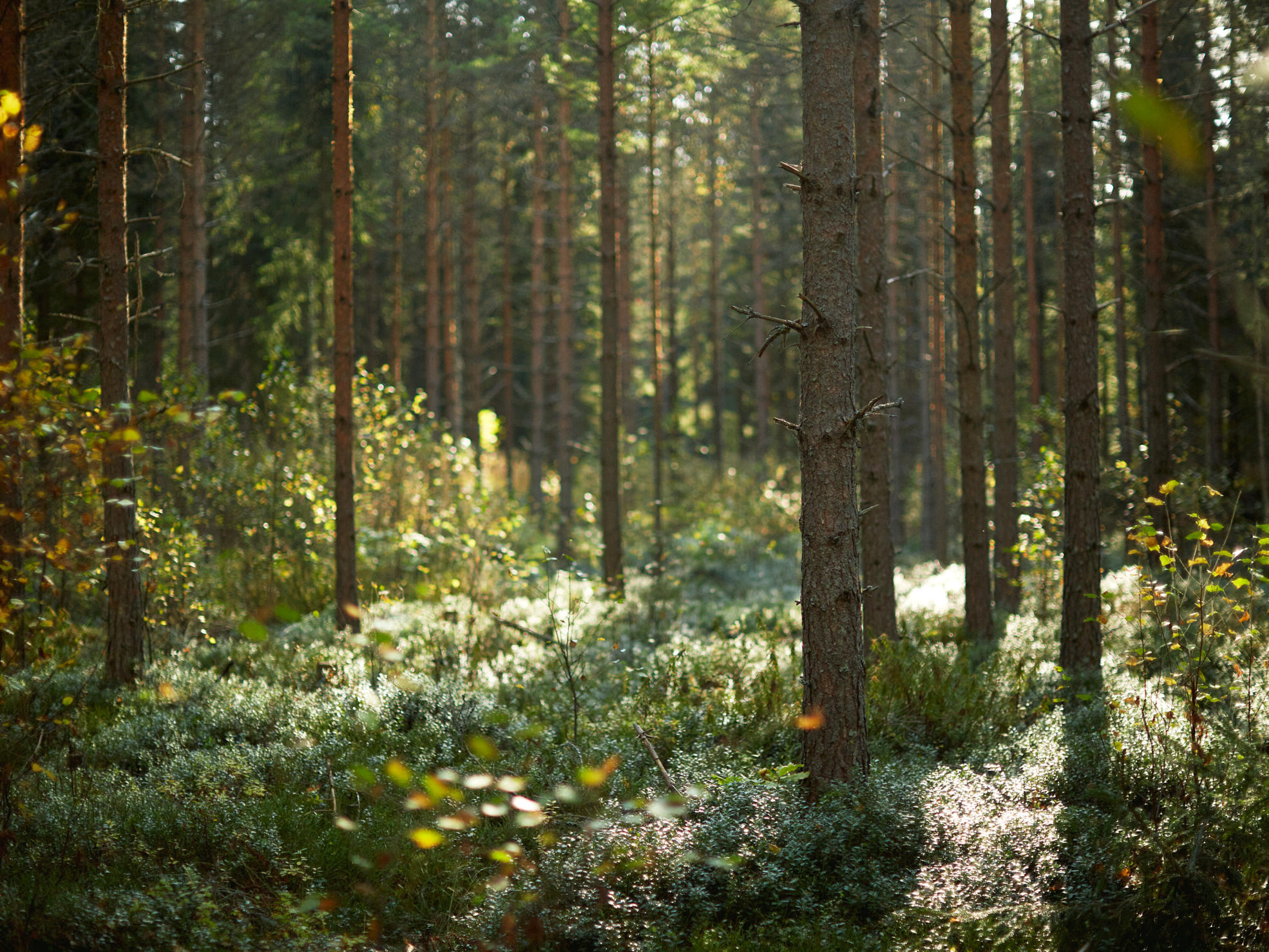 Isä ja tytär ovat metsässä ja katsovat tyttären osoittamaan suuntaan.
