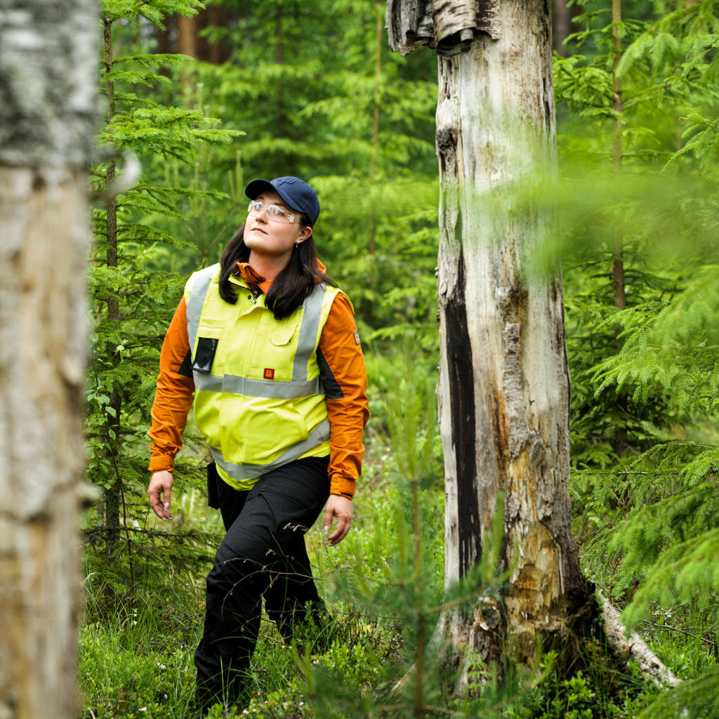 I din egen skog, virtuellt