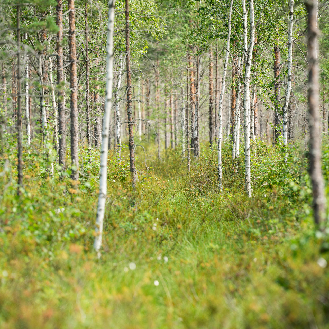 Torvmarker med svag avkastning lämnas utanför skogsbruket