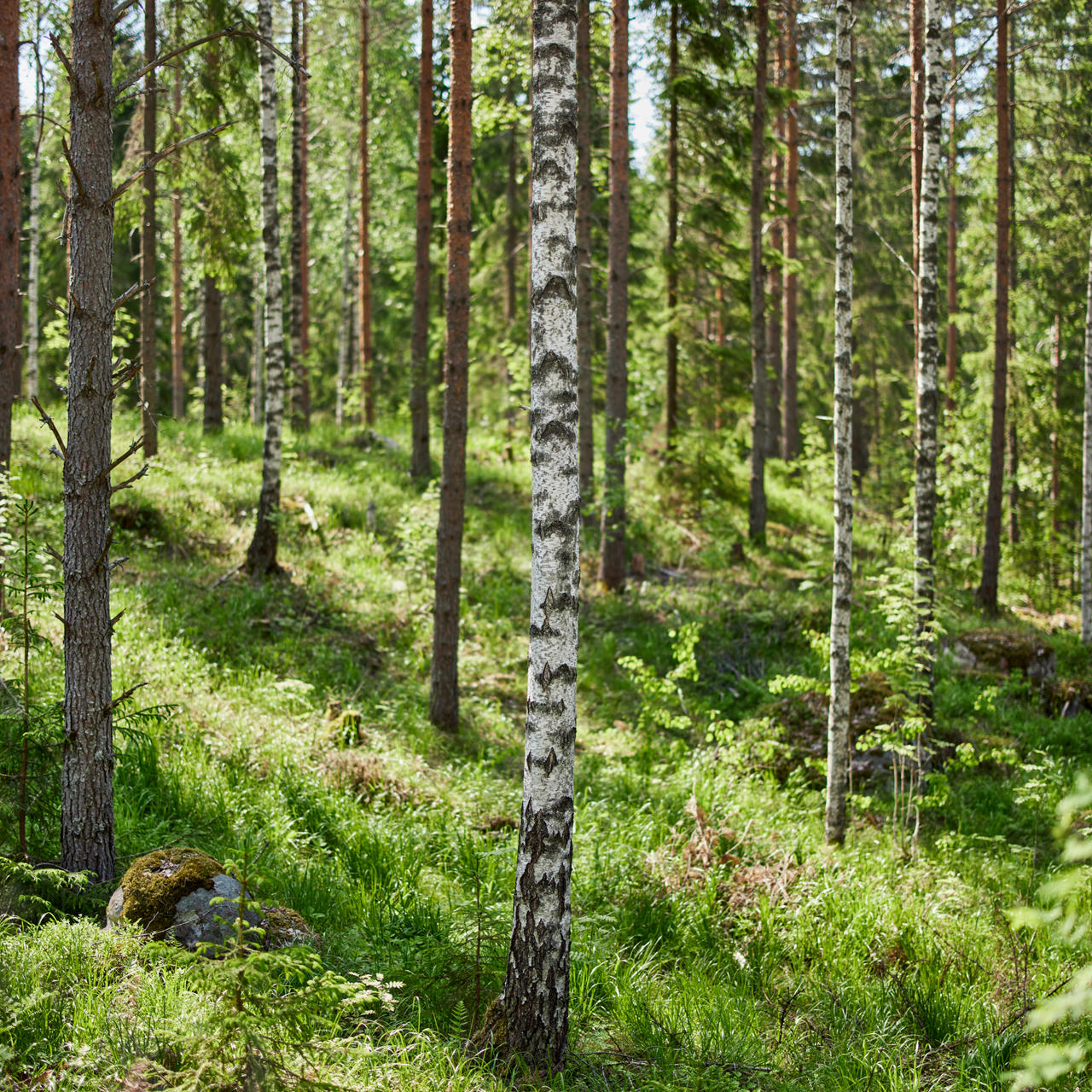 Lämna kvar minst 10 % lövträd på figuren