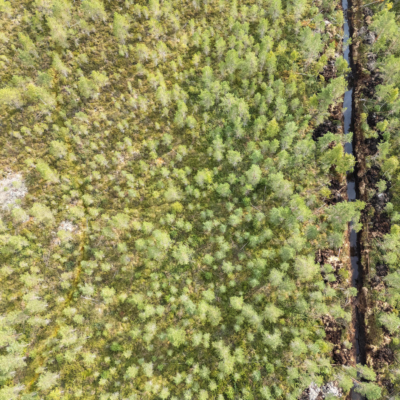 Iståndsättningsdikning endast vid verkligt behov