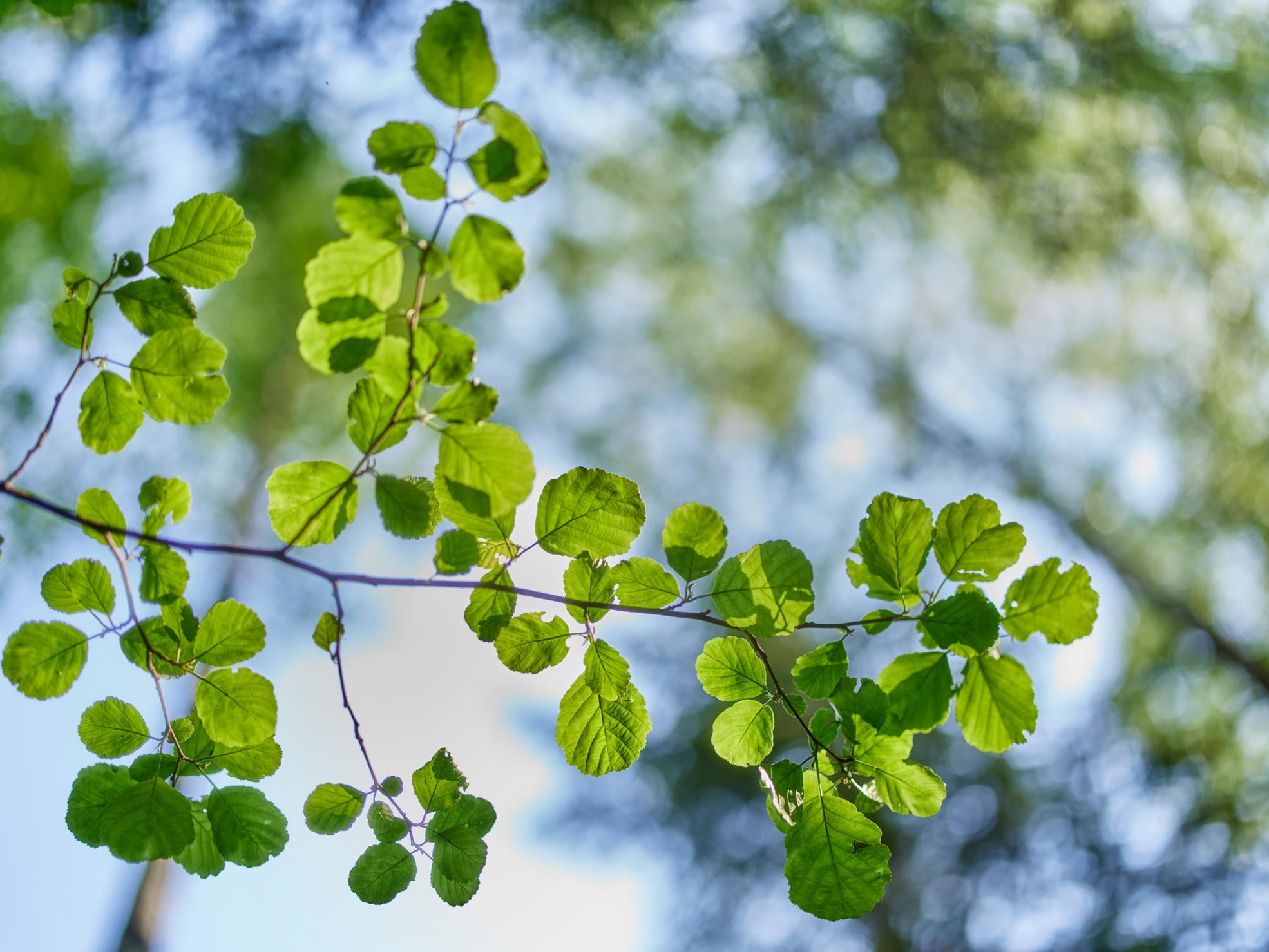 Alder leaves against the sky.