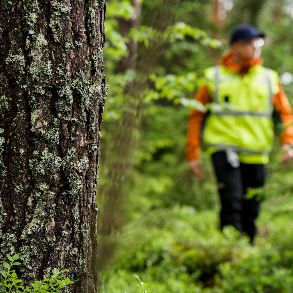 Forest specialist plans harvesting