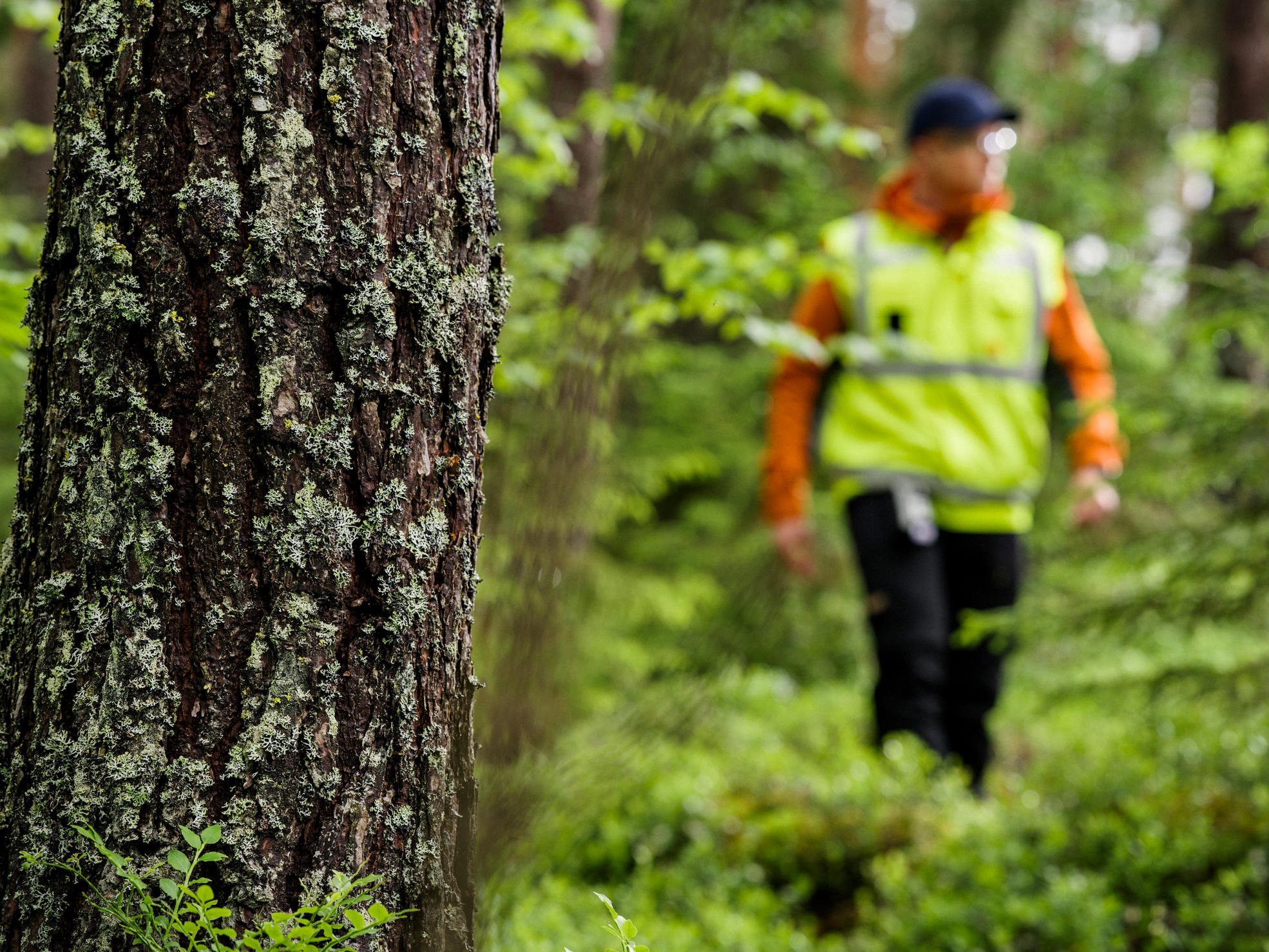 In pricing based on stem volume, the volume of the removed tree trunks affects the price paid for the trunk. 