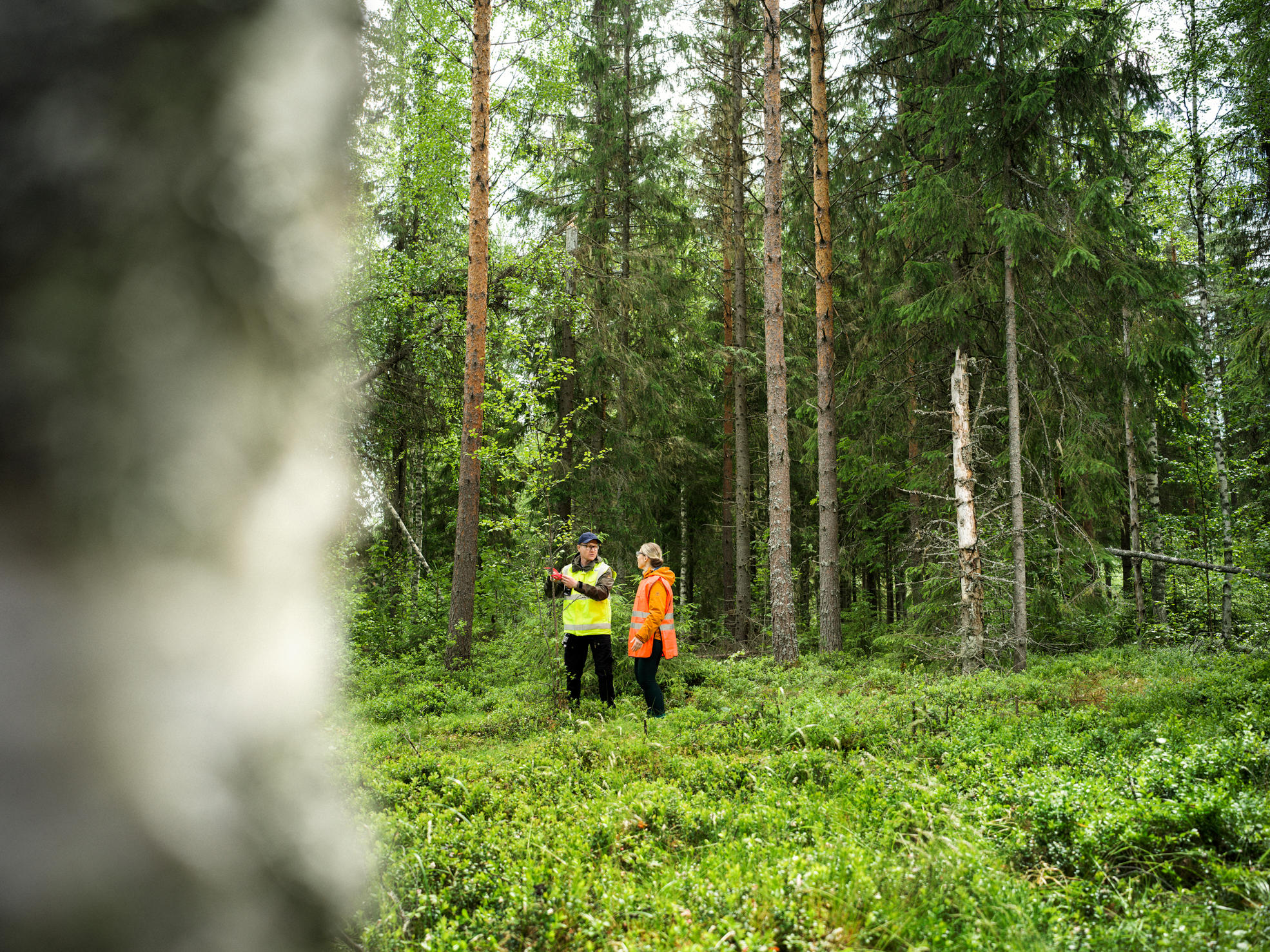 Metsä Group’s forest specialists can advise you in all wood trade matters.