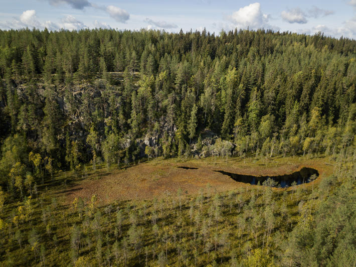 A bog, with a small pond in the middle and a forested cliff in the background.