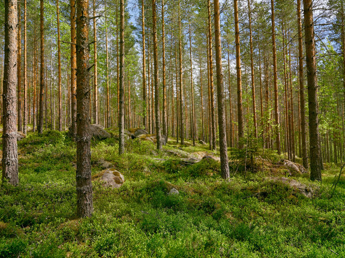 A pine forest in the summer.