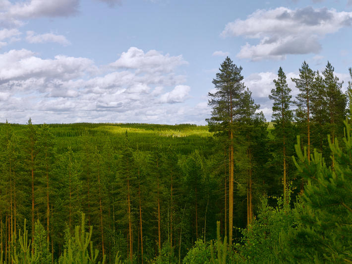 A forest landscape in the summer, with tops of seedlings in the foreground and robust pines in the background.