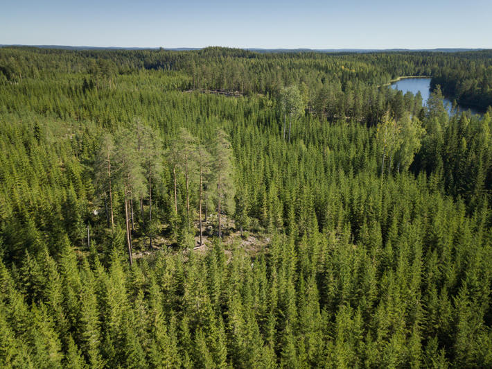 Flygfoto på granplantbestånd med en grupp naturvårdsträd i mitten och skyddszon mot vattendrag i kanten.