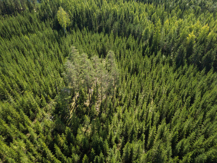 Grupp av naturvårdsträd