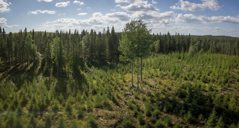 Säästöpuuryhmä, jossa haapoja.