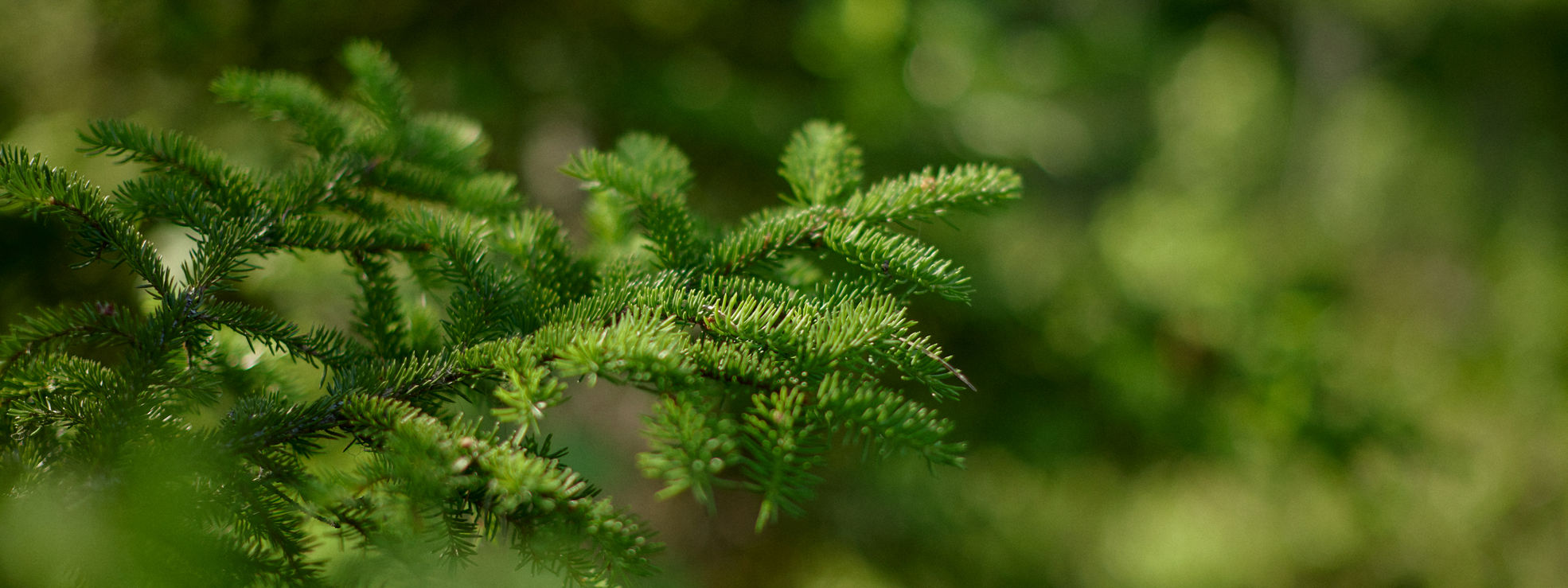 Spruce branch