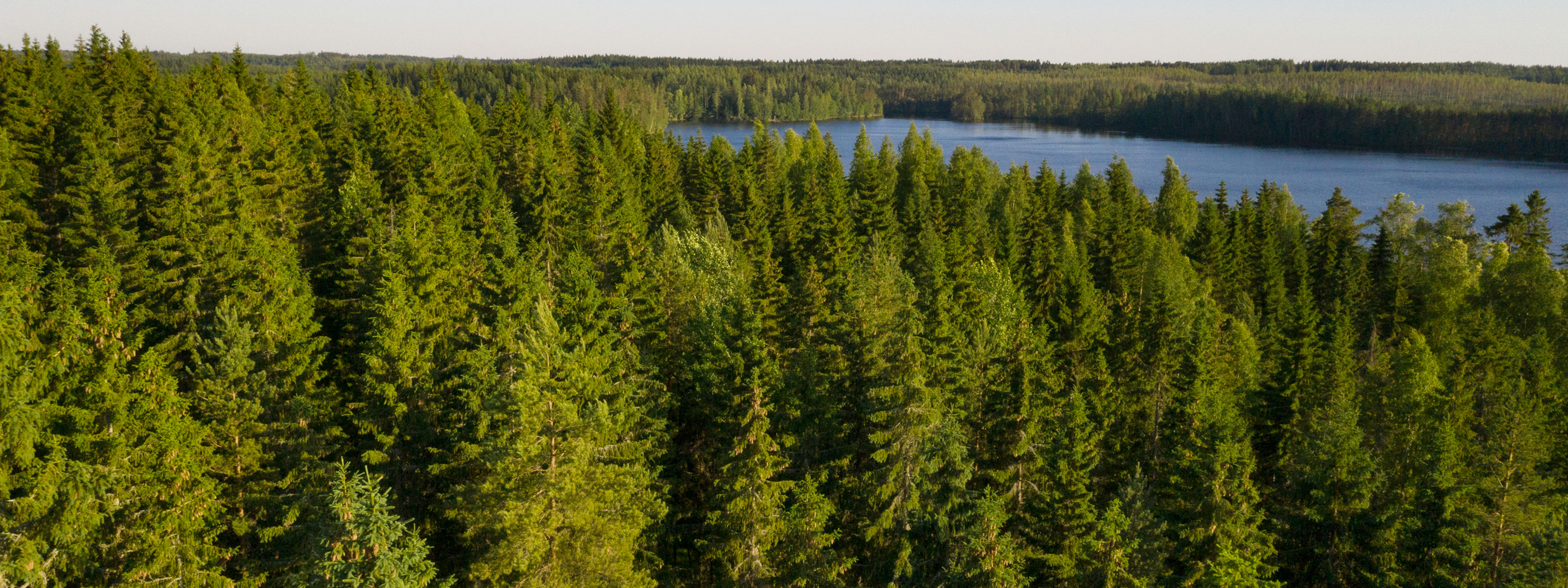 A landscape image showing a forest and a lake in the background.
