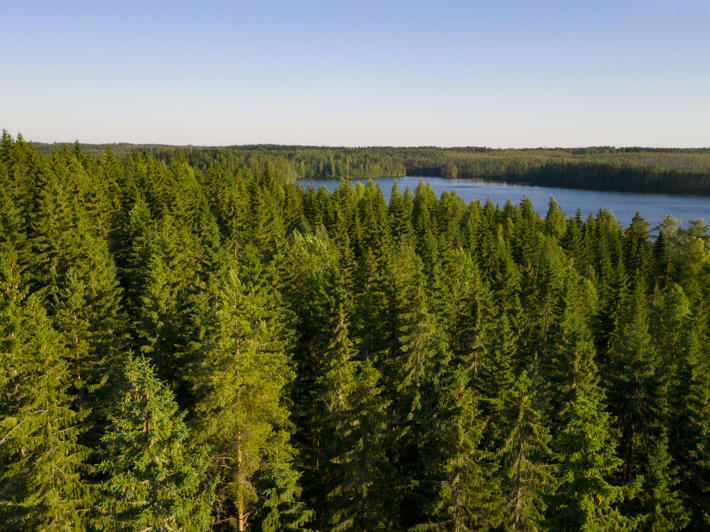Landscape view with a spruce forest and a lake in the background.