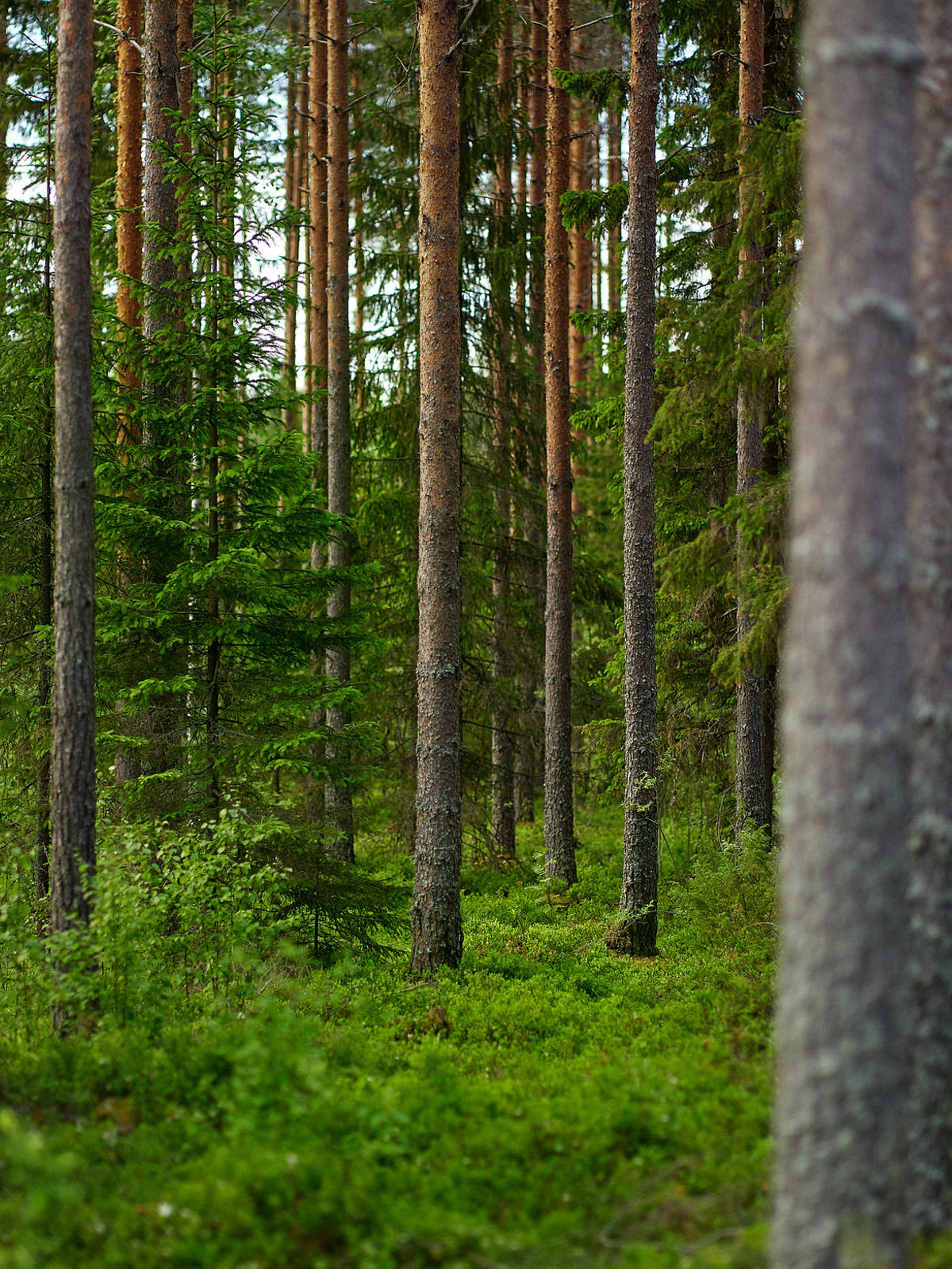 Monen puulajin metsät ovat monimuotoisia ja kestäviä.