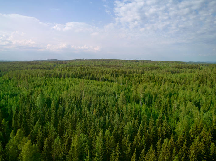 A summery forest landscape from the air.
