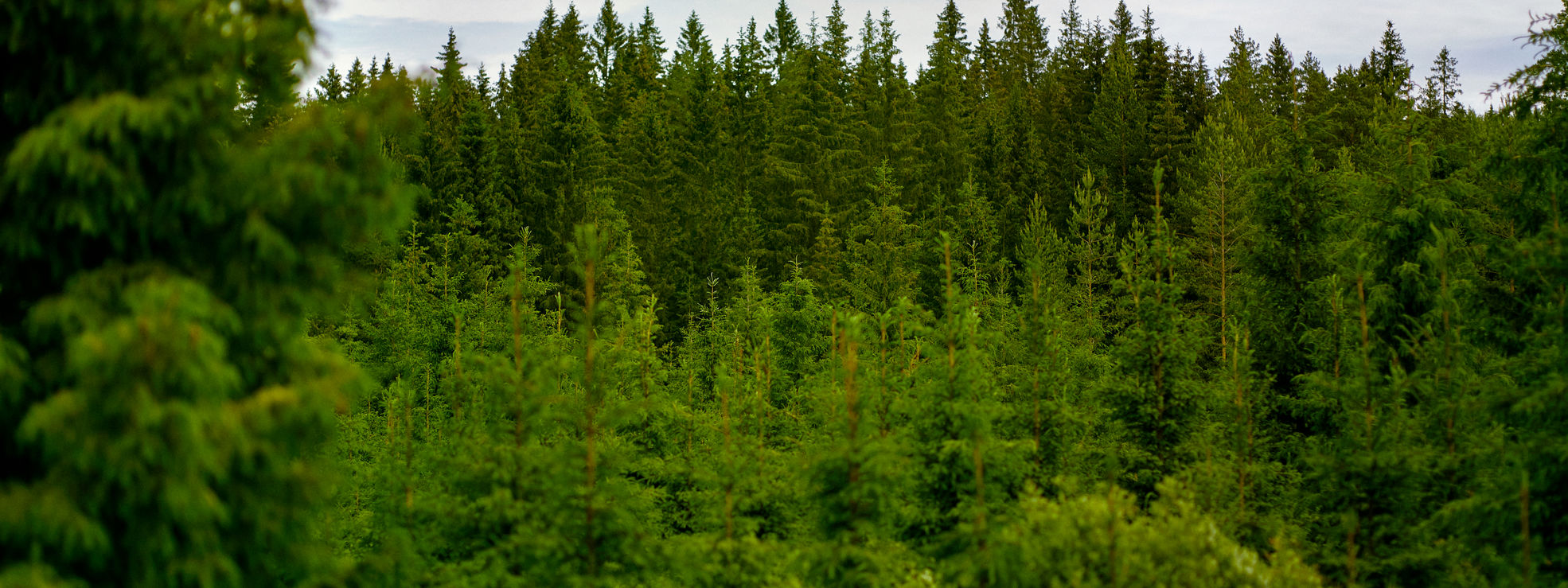 Summery forest scenery
