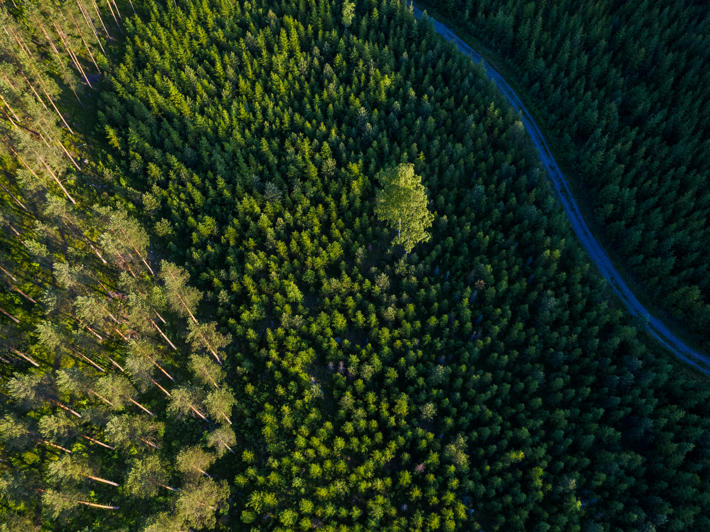 Forest landscape and forest road from the air