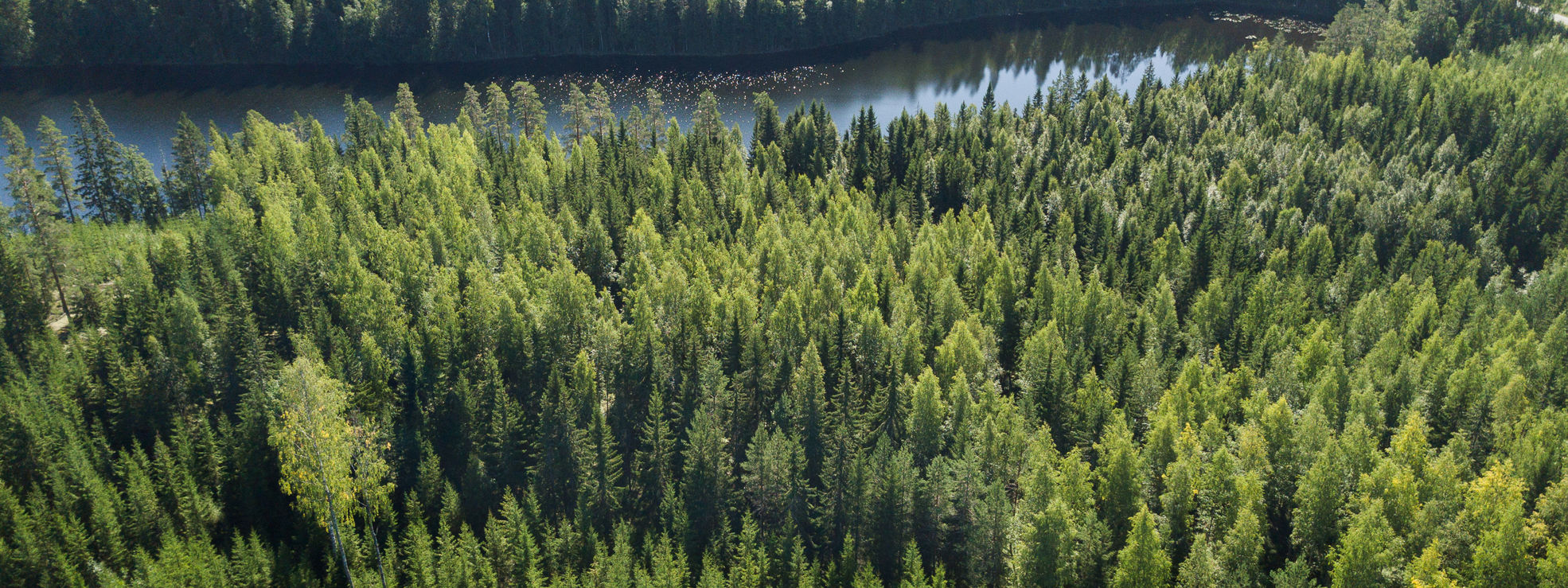 Finländskt skogslandskap, plantskog i förgrunden.