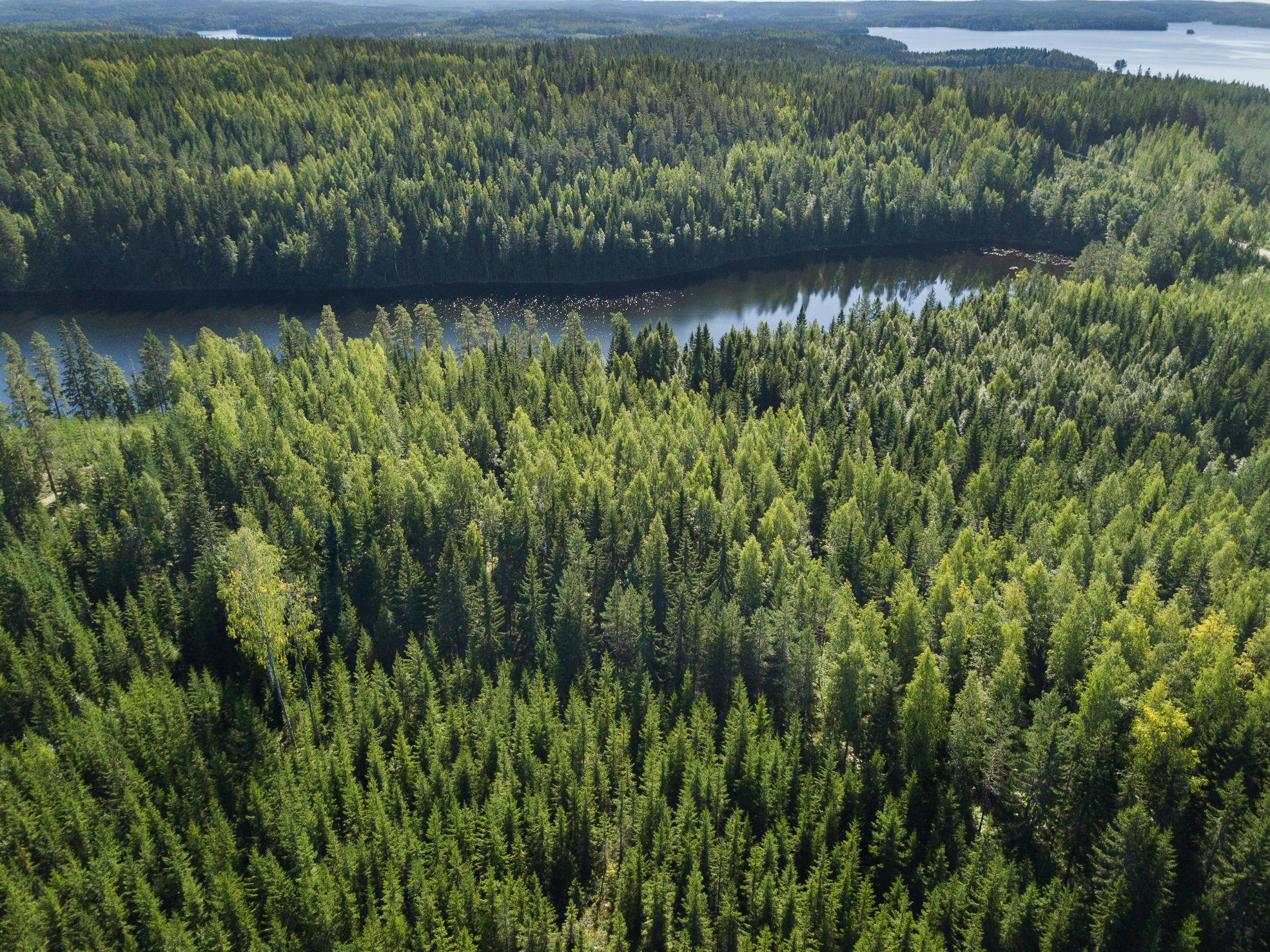 Finländskt skogslandskap, plantskog i förgrunden.