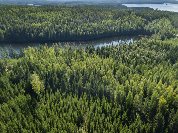 Commercial forest in Finland