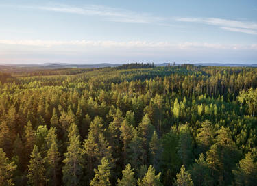 Forests cover most of Finland’s land area.