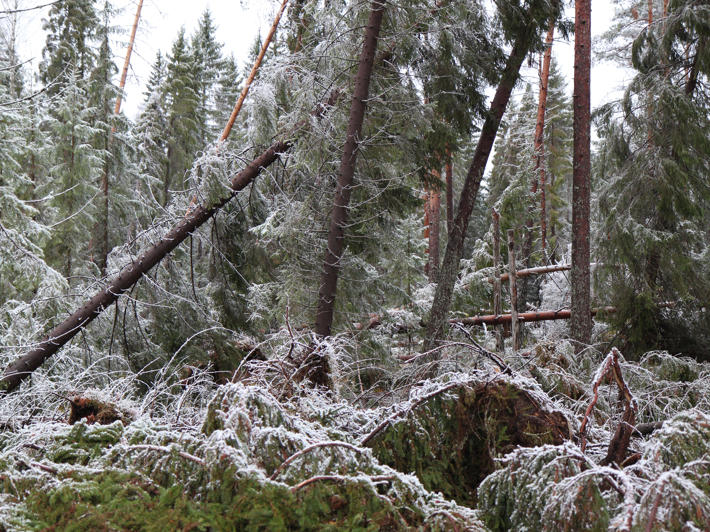 Myrskyn kaatamien puiden korjuu on ammattilaisten työtä.